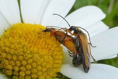 Oedemera podagrariae