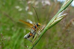 Oedemera podagrariae