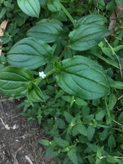 Hackelia latifolia