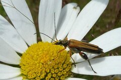 Oedemera podagrariae