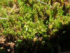 Coprosma atropurpurea