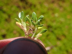 Coprosma atropurpurea