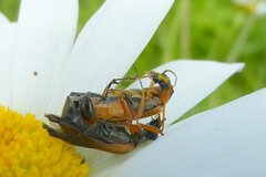 Oedemera podagrariae
