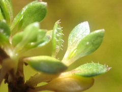 Coprosma atropurpurea