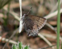 Callophrys polios