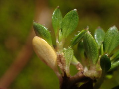 Coprosma atropurpurea