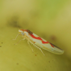 Zygina flammigera