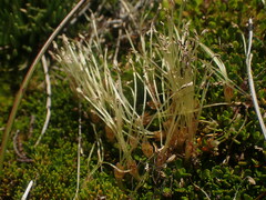 Coprosma atropurpurea