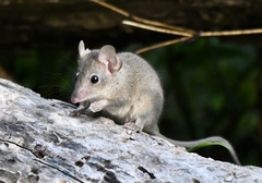 Antechinus stuartii