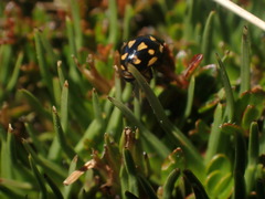 Coccinella leonina