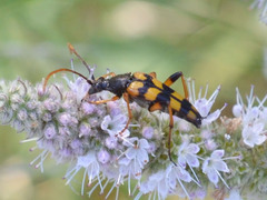 Strangalia attenuata