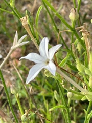 Plumbago zeylanica