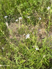 Plumbago zeylanica