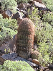 Ferocactus histrix