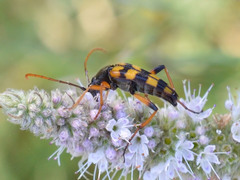 Strangalia attenuata