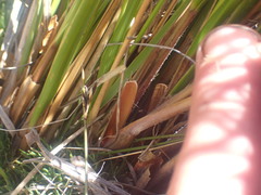 Chionochloa rigida