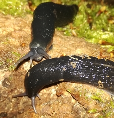 Limax cinereoniger