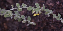 Nanorrhinum elegans