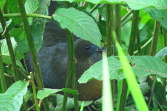 Chamaepetes goudotii