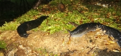 Limax cinereoniger