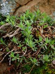 Paronychia franciscana