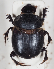 Onthophagus bicavifrons