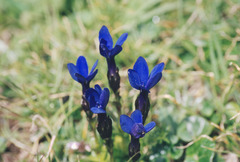 Gentiana bavarica