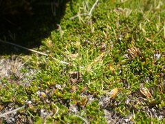 Colobanthus apetalus