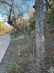 Quercus sinuata sinuata