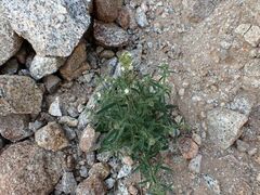 Johnstonella holoptera