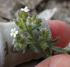 Johnstonella holoptera