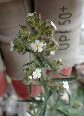 Johnstonella holoptera