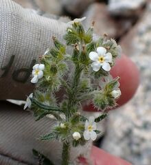 Johnstonella holoptera