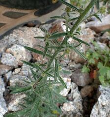 Johnstonella holoptera