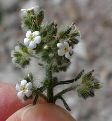 Johnstonella holoptera