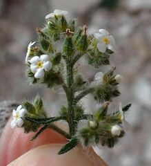 Johnstonella holoptera
