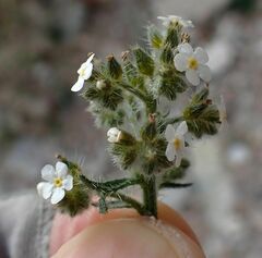 Johnstonella holoptera