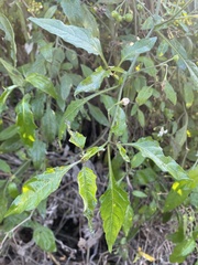 Solanum douglasii