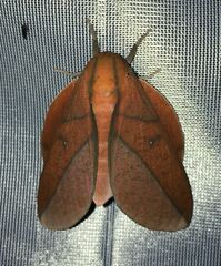 Adeloneivaia