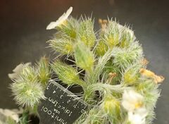 Johnstonella holoptera