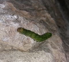 Phlogophora meticulosa