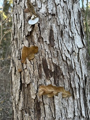 Quercus sinuata sinuata