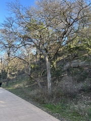 Quercus sinuata sinuata