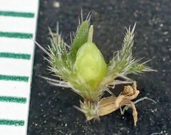 Johnstonella holoptera