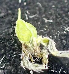 Johnstonella holoptera