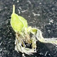 Johnstonella holoptera