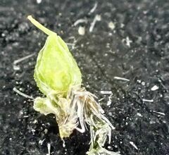 Johnstonella holoptera