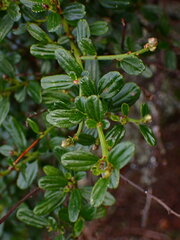 Ceanothus thyrsiflorus