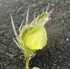 Johnstonella holoptera