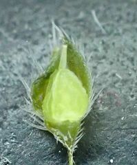 Johnstonella holoptera